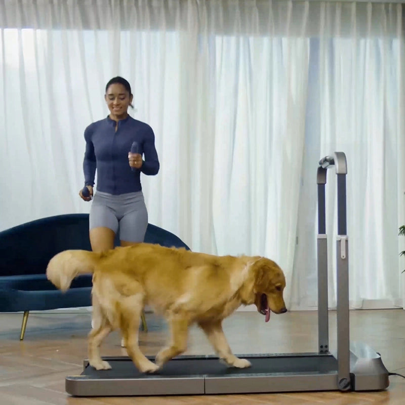 Eine Frau joggt auf einem Laufband, während ein Golden Retriever das Kingsmith WalkingPad R2/R2H Walk&Run 2IN1 faltbares Laufband in einem Wohnzimmer mit weißen Vorhängen benutzt.